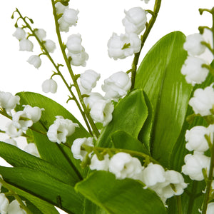 Lily Of The Valley Bunch_5234
