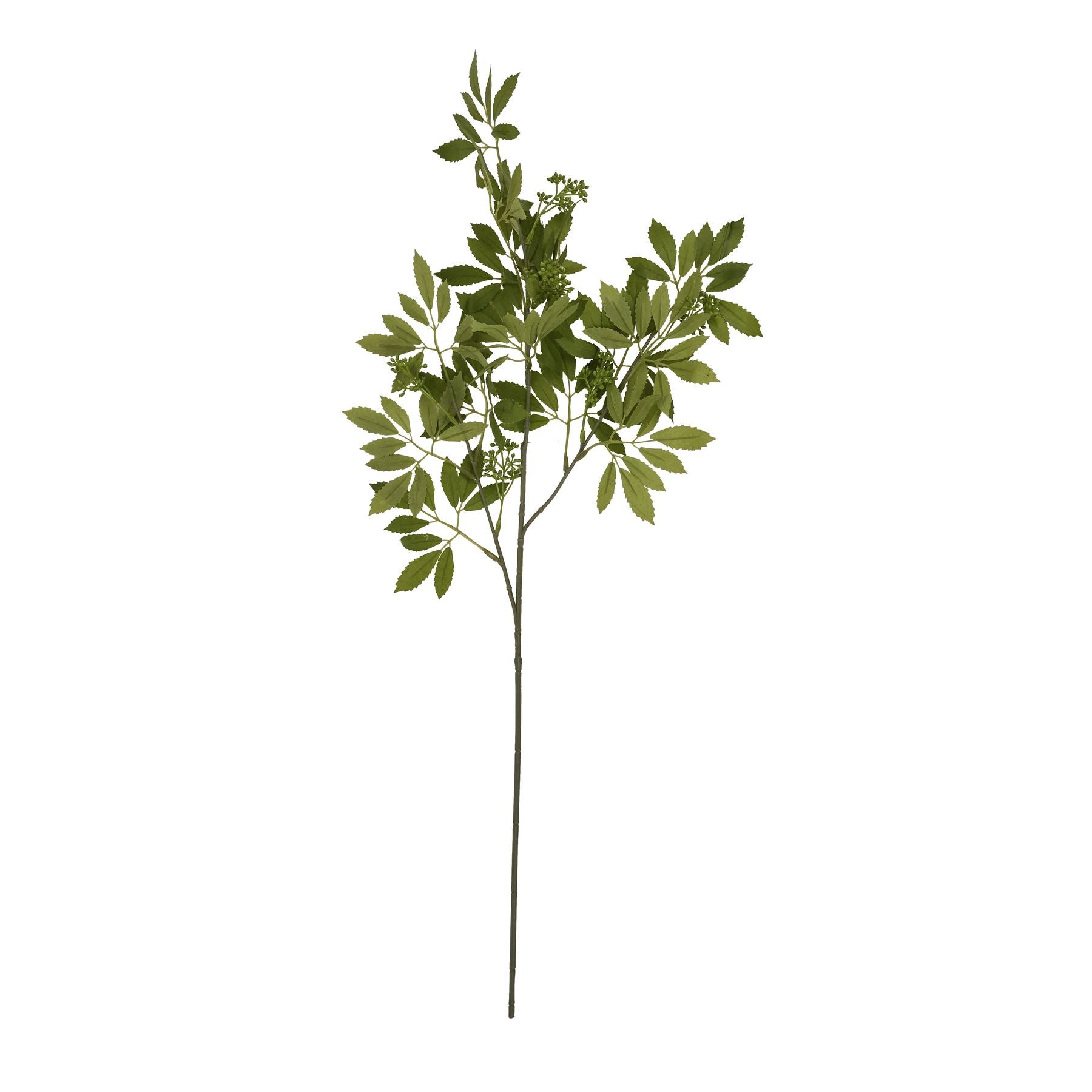 Long Fennel Stem_5241