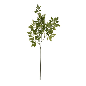Long Fennel Stem_5241