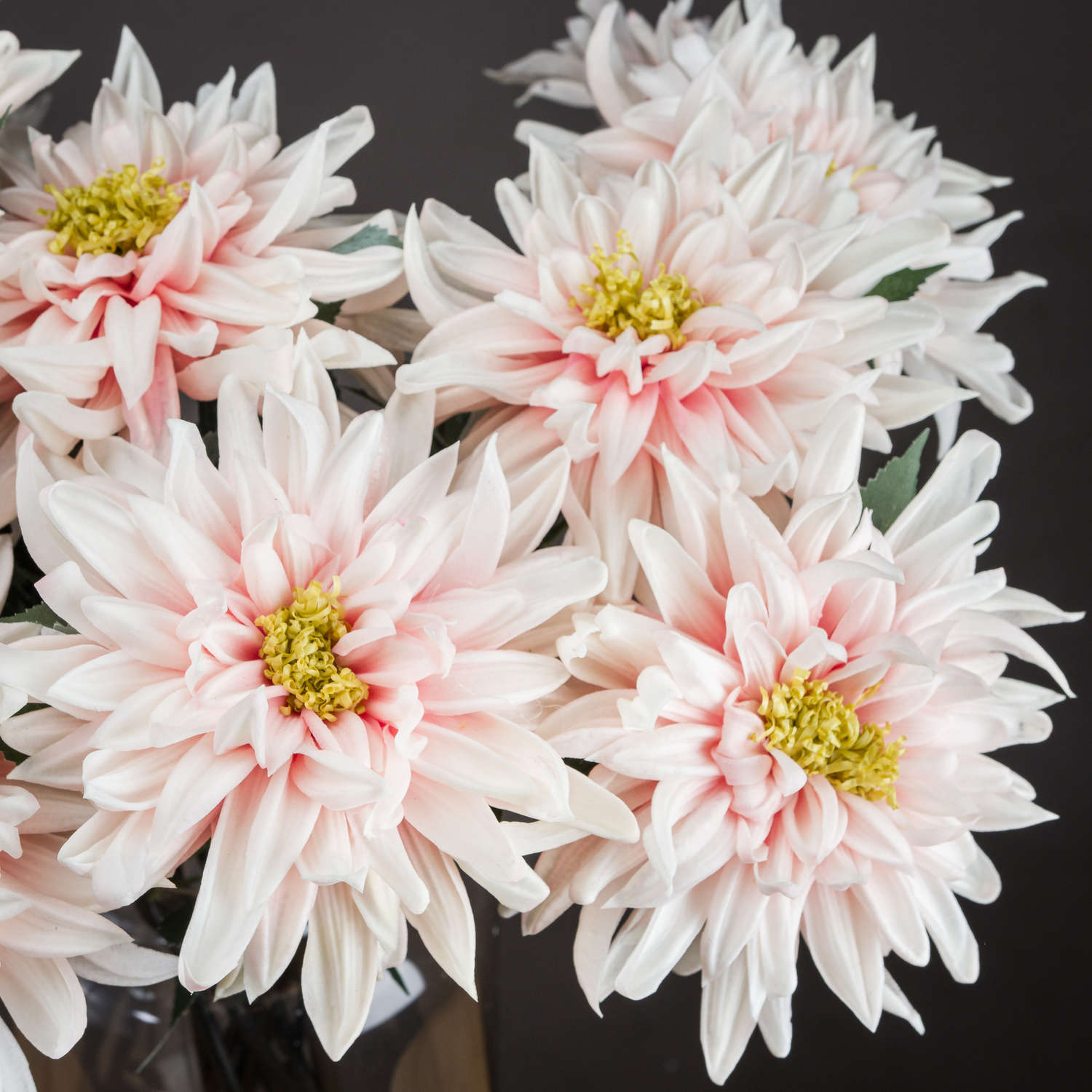 Lush Pink Dahlia_5244