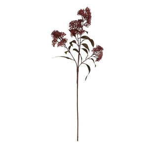 Medium Burgundy Smokebush Stem_5250
