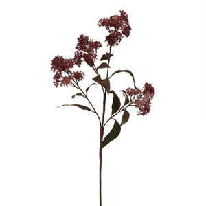 Medium Burgundy Smokebush Stem_5248
