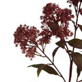 Medium Burgundy Smokebush Stem_5249