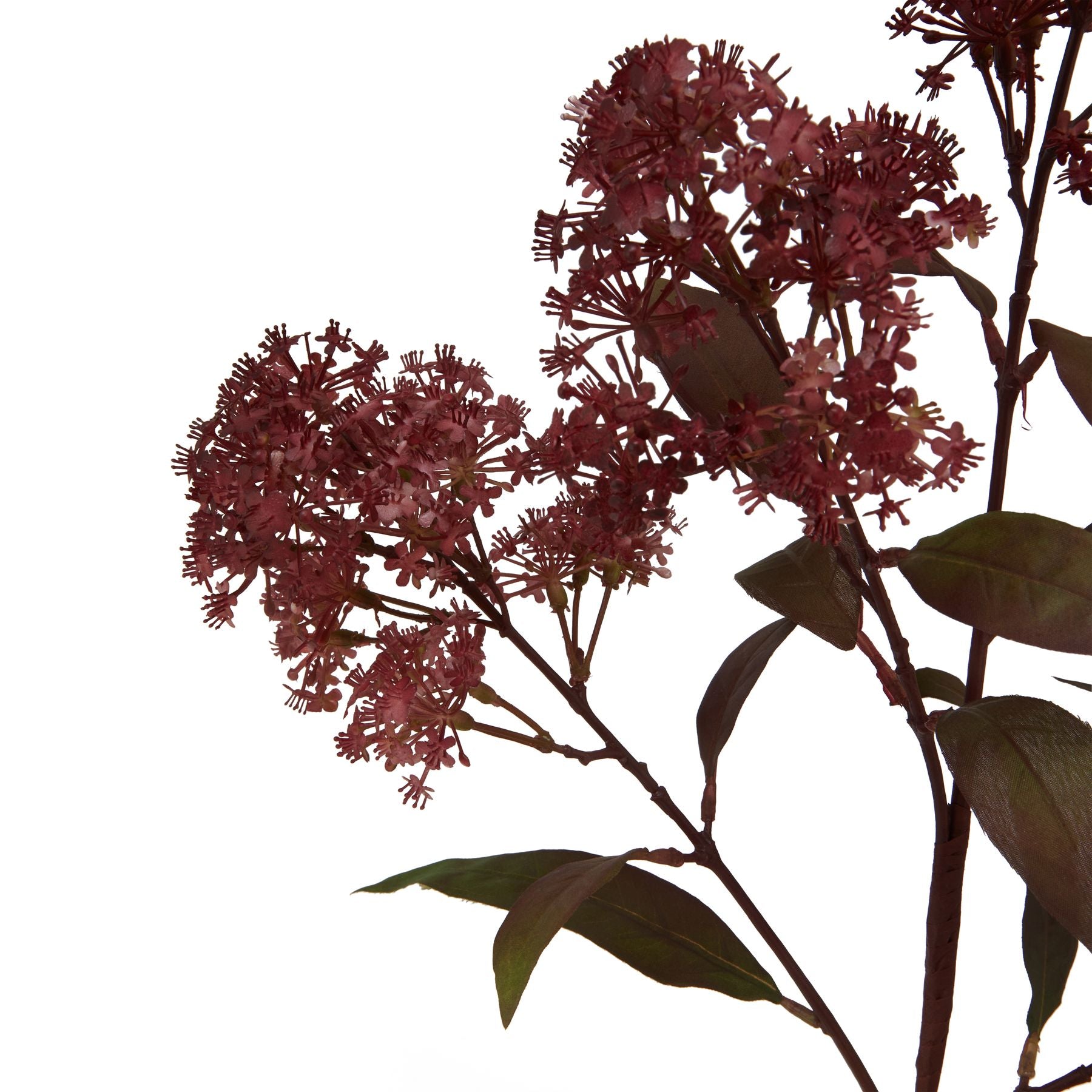 Medium Burgundy Smokebush Stem_5249