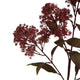 Medium Burgundy Smokebush Stem_5249