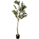 Calabria Olive Tree_4551