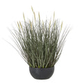 Fountain Grass Plant In Pot_4831