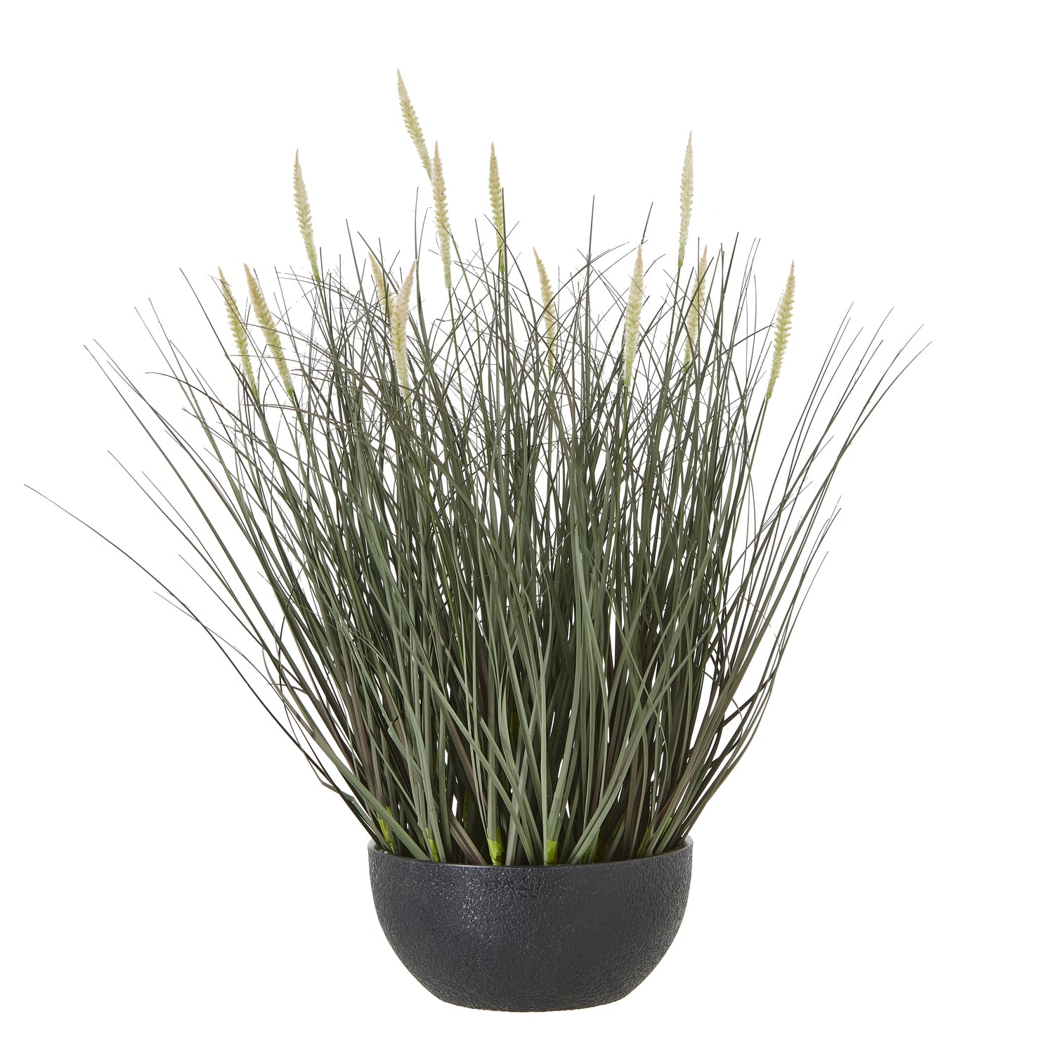 Fountain Grass Plant In Pot_4831