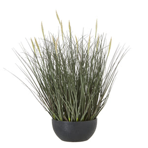 Fountain Grass Plant In Pot_4831