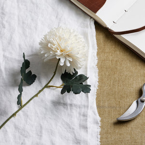 White Chrysanthemum_5815