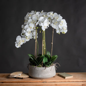 Large White Orchid In Stone Pot [cid:19960]