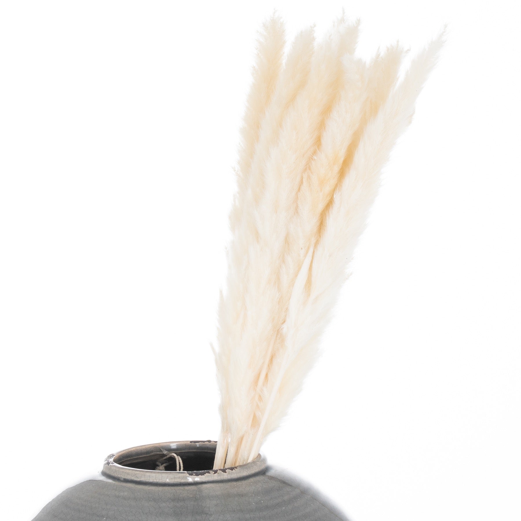 Mini White Pampas Grass Bunch Of 15_5268