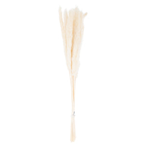 Mini White Pampas Grass Bunch Of 15_5267