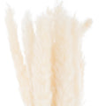 Mini White Pampas Grass Bunch Of 15_5266