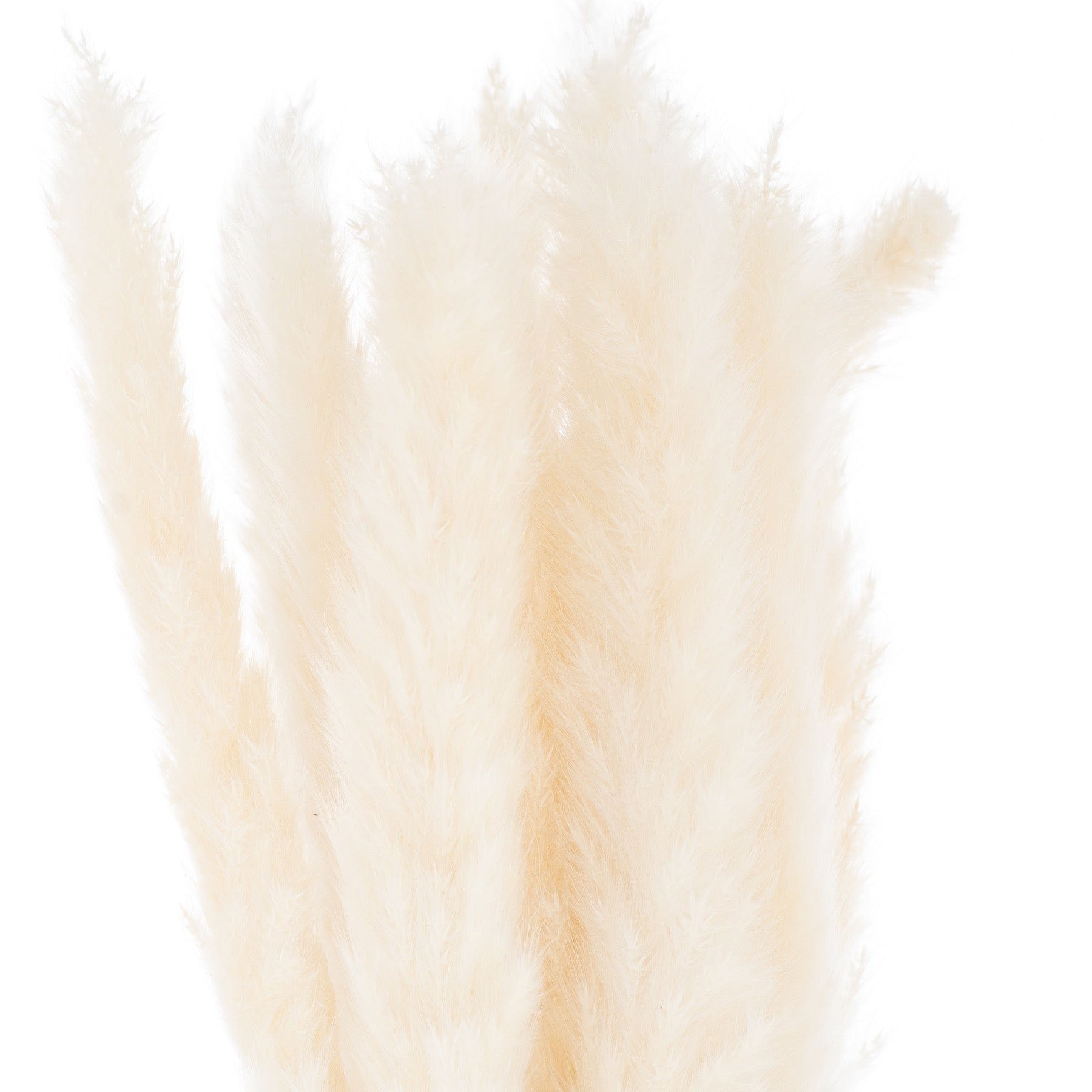 Mini White Pampas Grass Bunch Of 15_5266