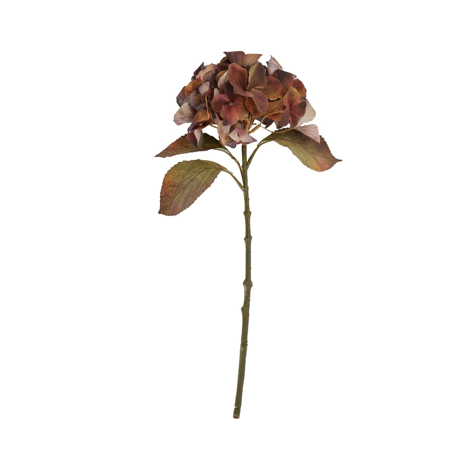 Mixed Autumn Browns Single Hydrangea Stem_5274