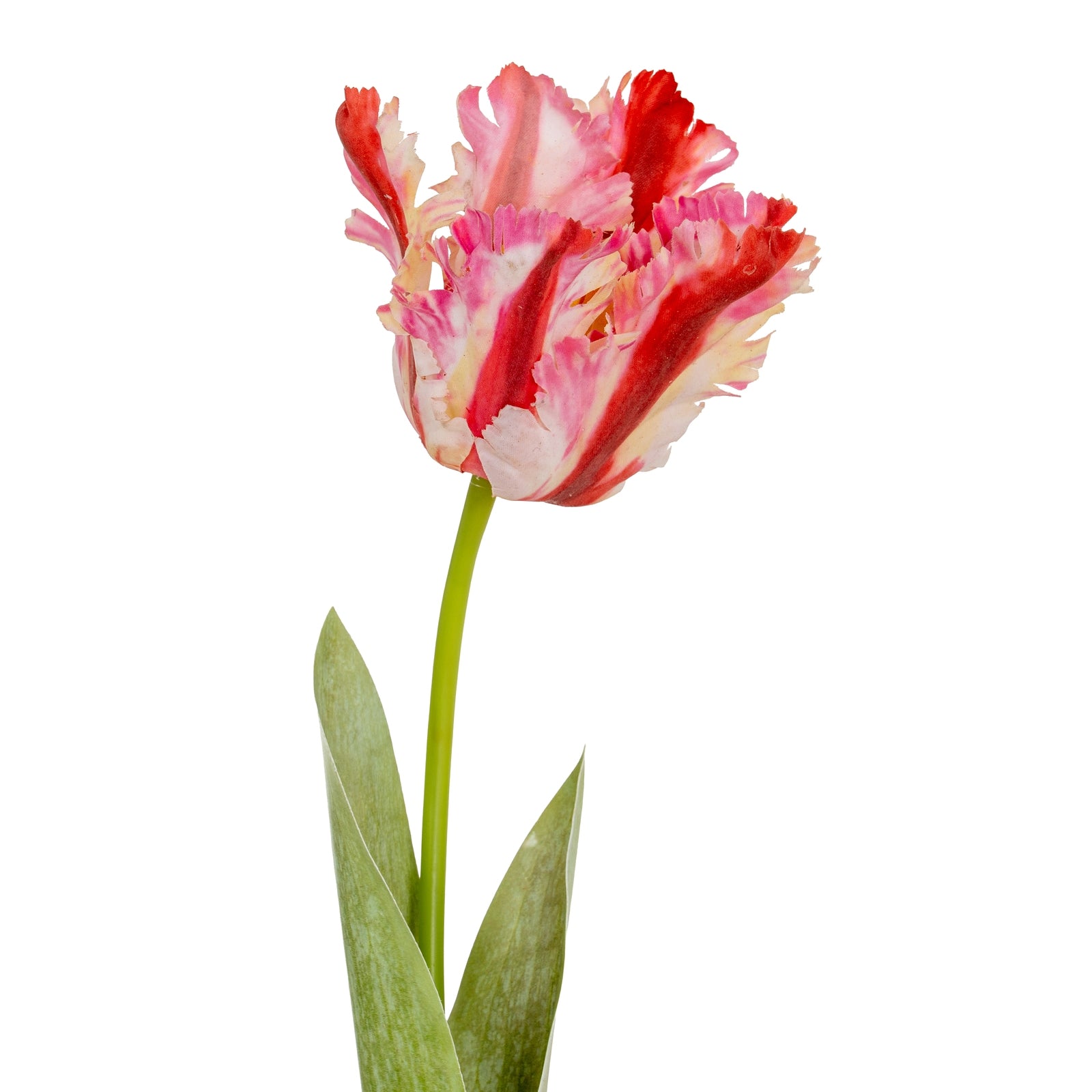 Multi Pink Parrot Tulip_5276