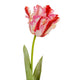 Multi Pink Parrot Tulip_5276