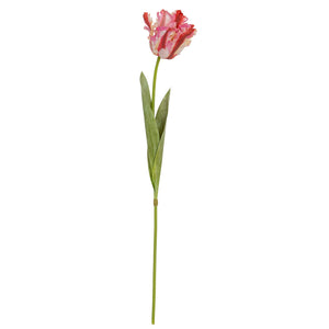 Multi Pink Parrot Tulip_5277