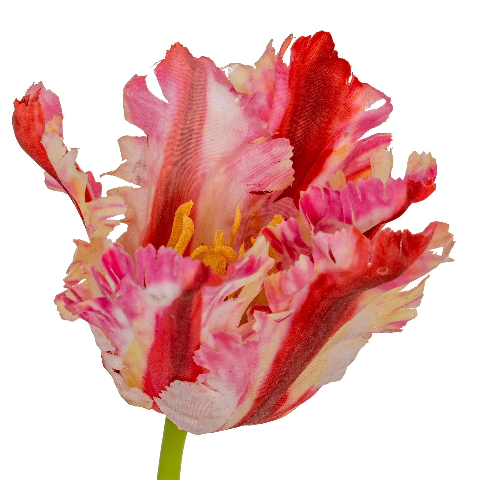 Multi Pink Parrot Tulip_5278