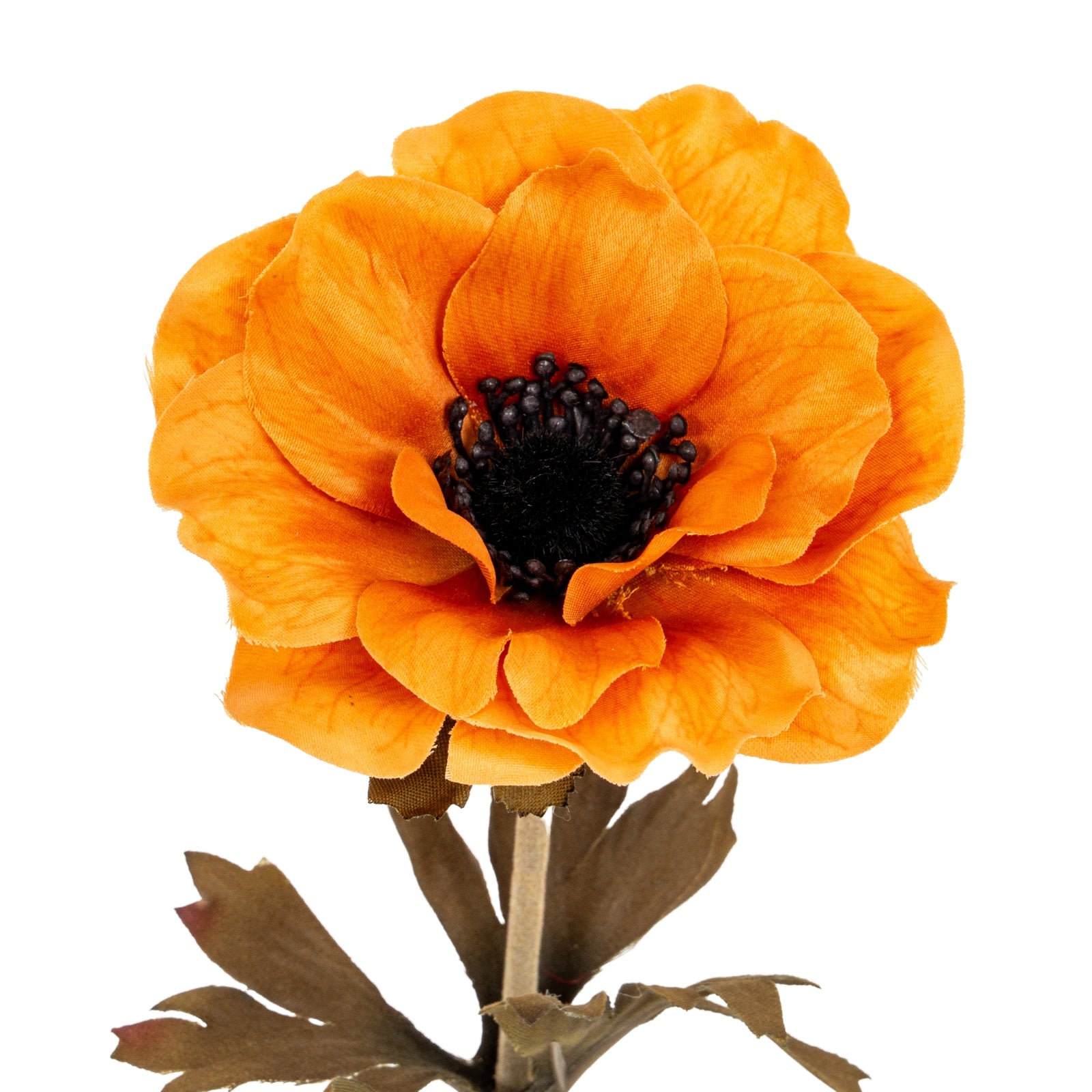 Orange Anemone Stem_5287