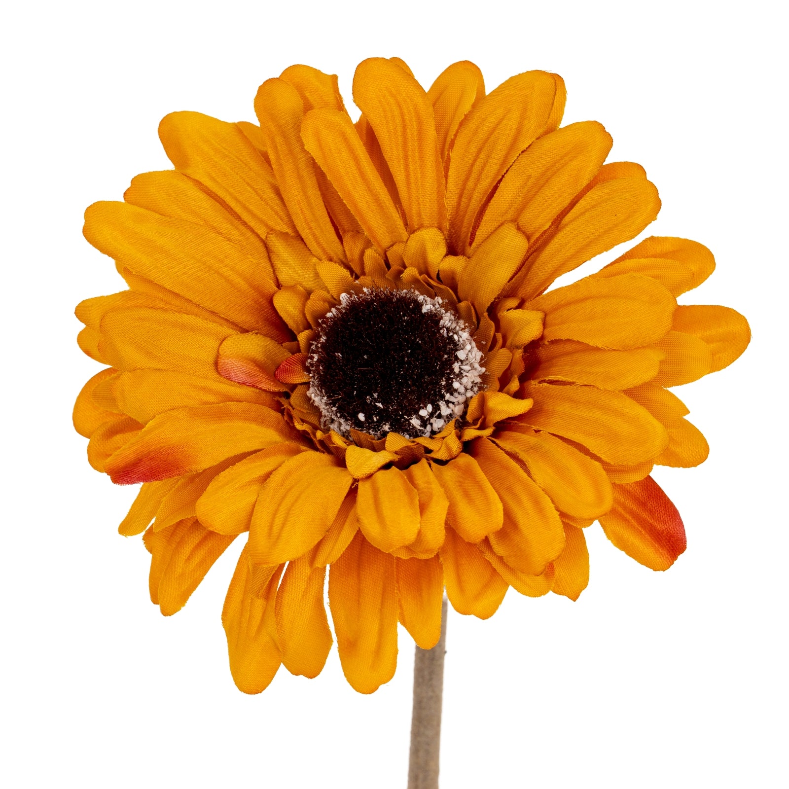 Gerbera Stem_5302