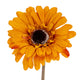 Gerbera Stem_5302