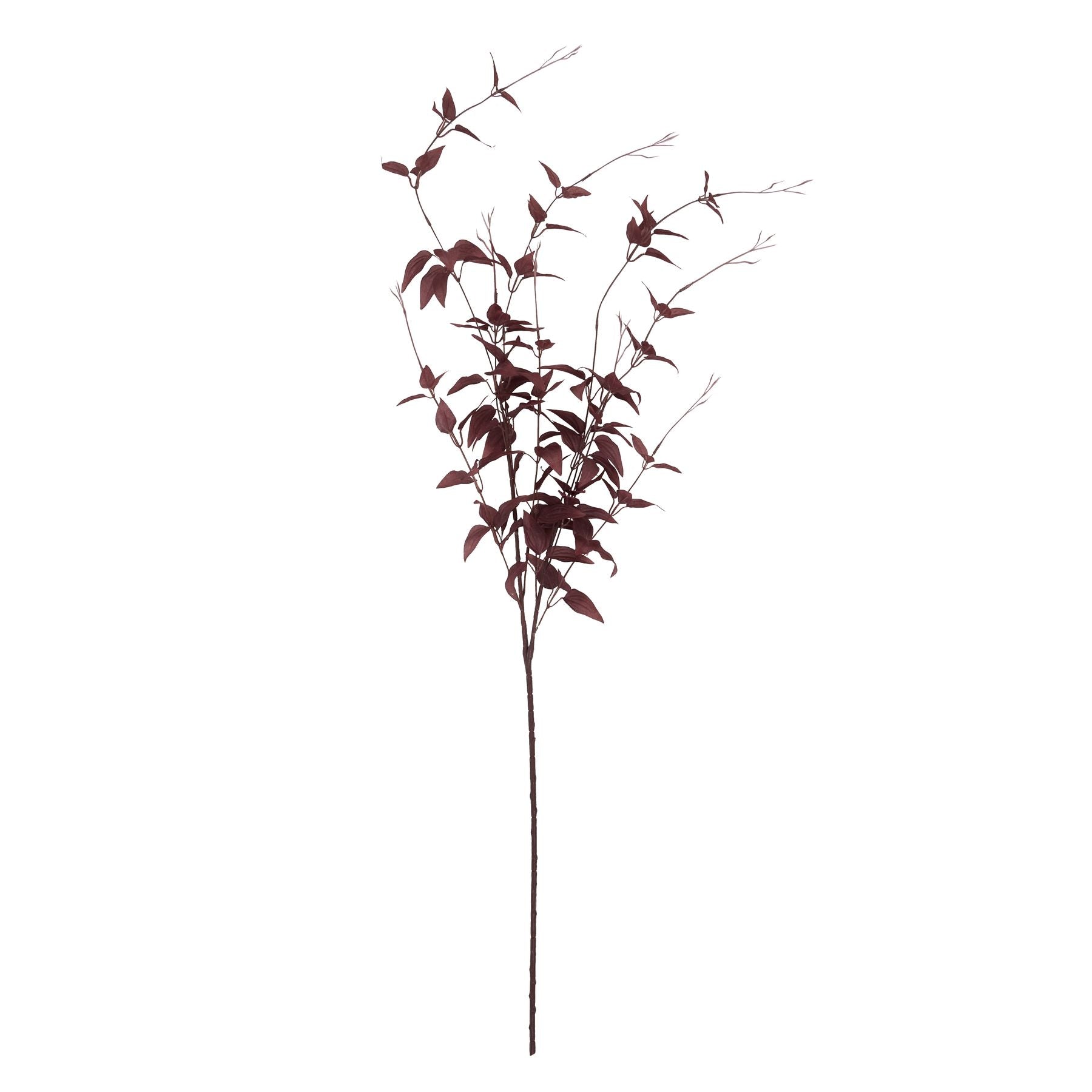 Ornamental Burgundy Leaf_5309