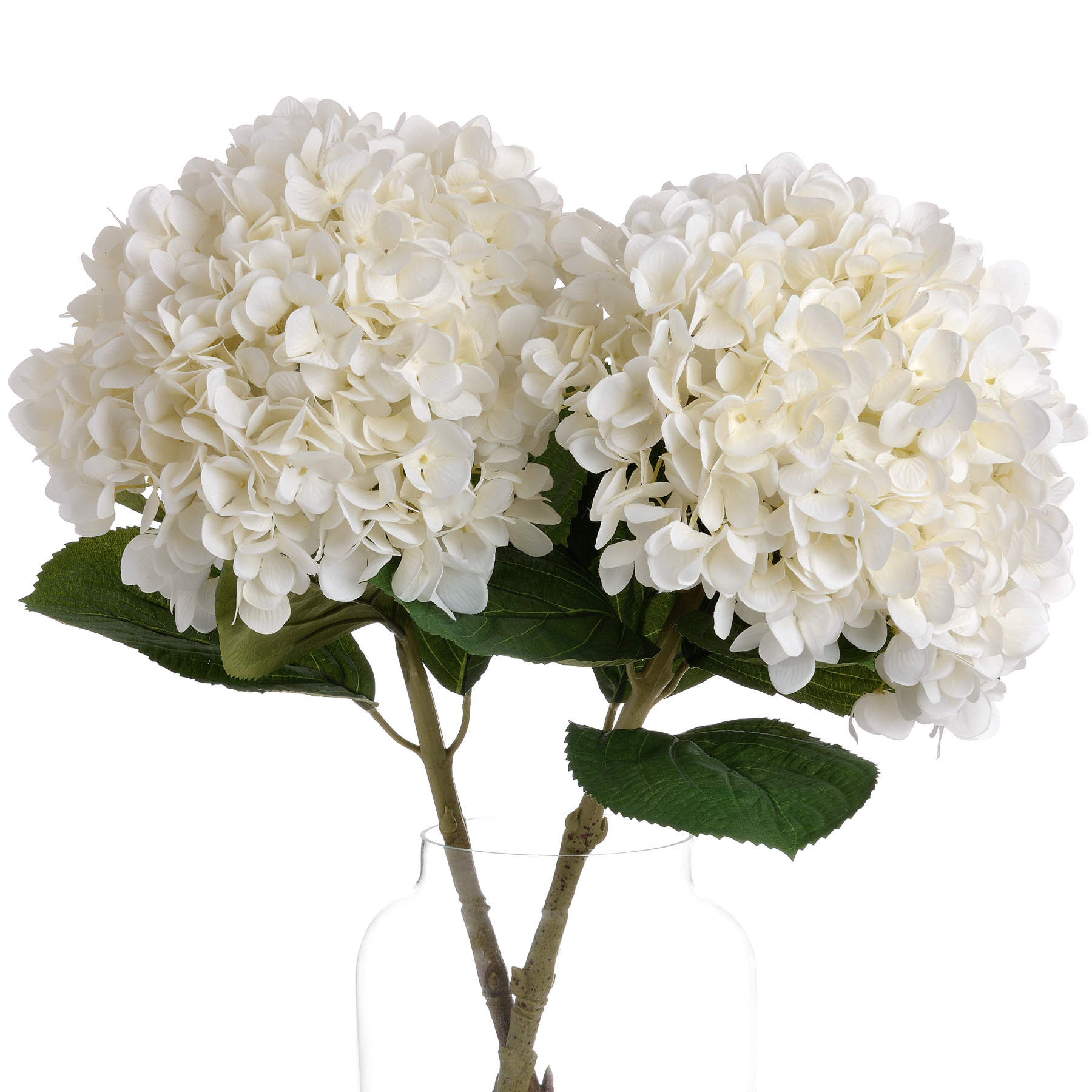 Oversized Hydrangea_5318