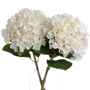 Oversized Hydrangea_5318