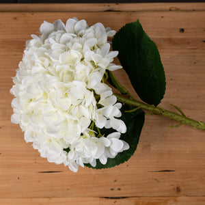 Oversized Hydrangea_5317