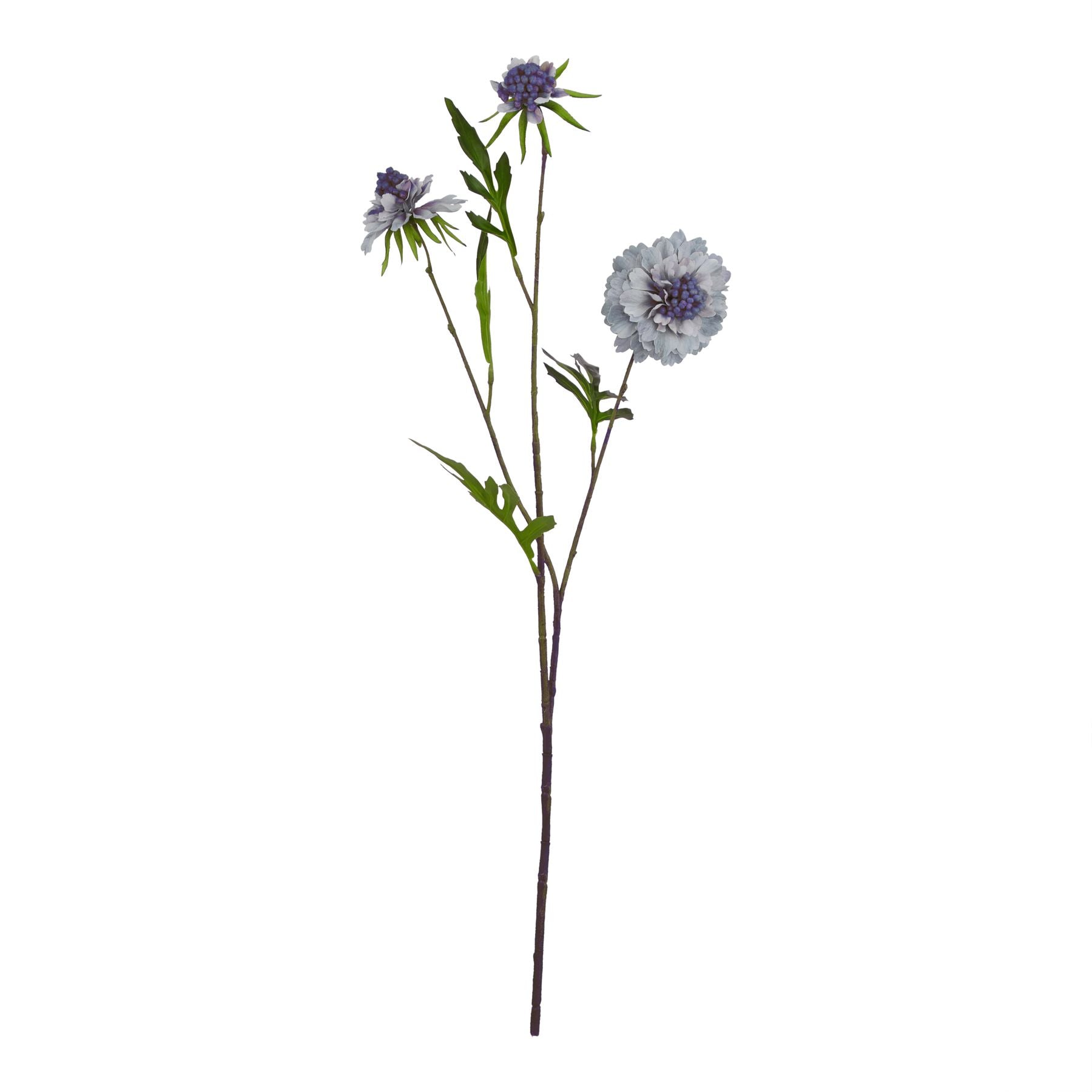 Pale Blue Scabious Stem_5321
