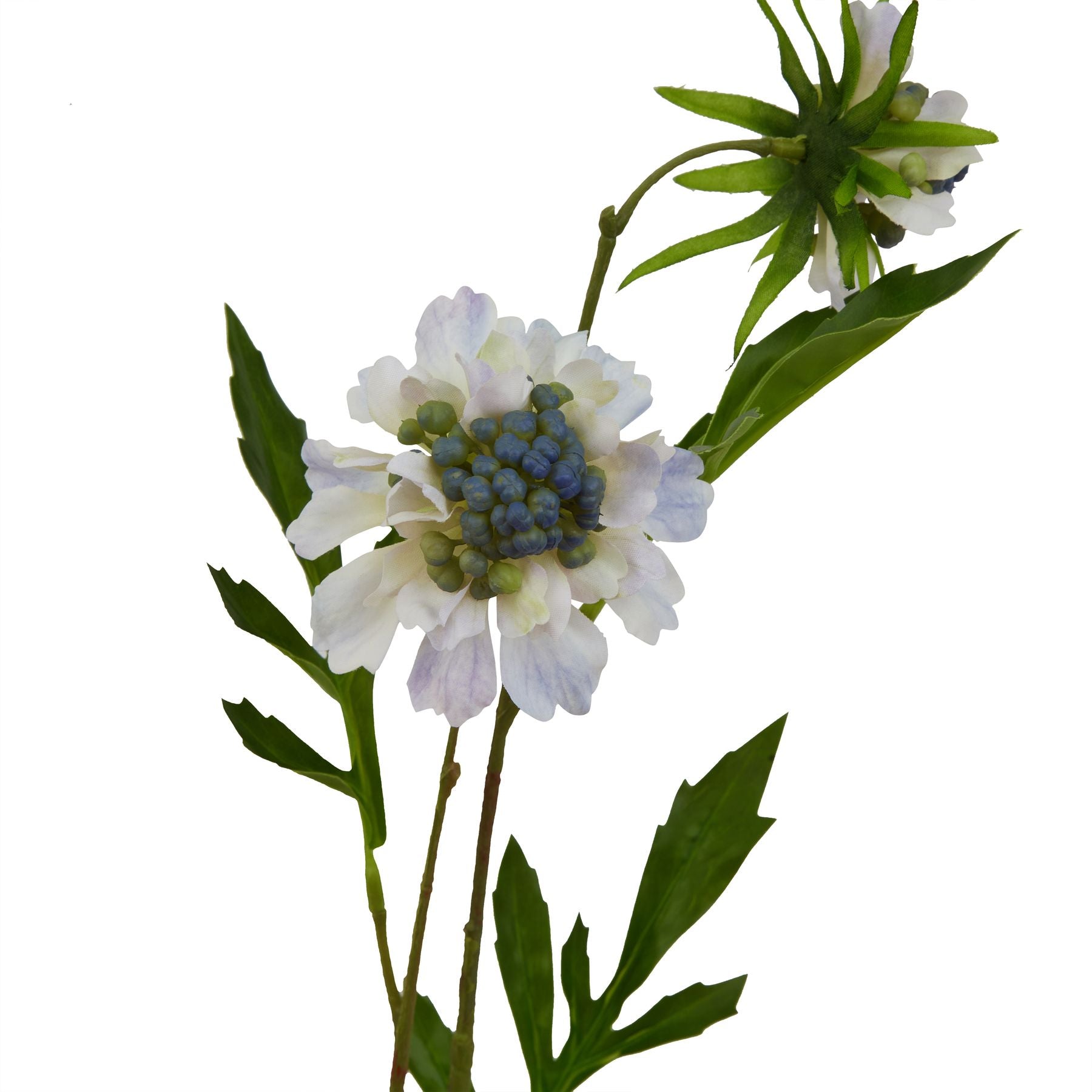 Pale Blue Scabious Stem_5322