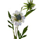 Pale Blue Scabious Stem_5322