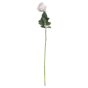 Palest Pink Tea Rose [cid:20480-c]