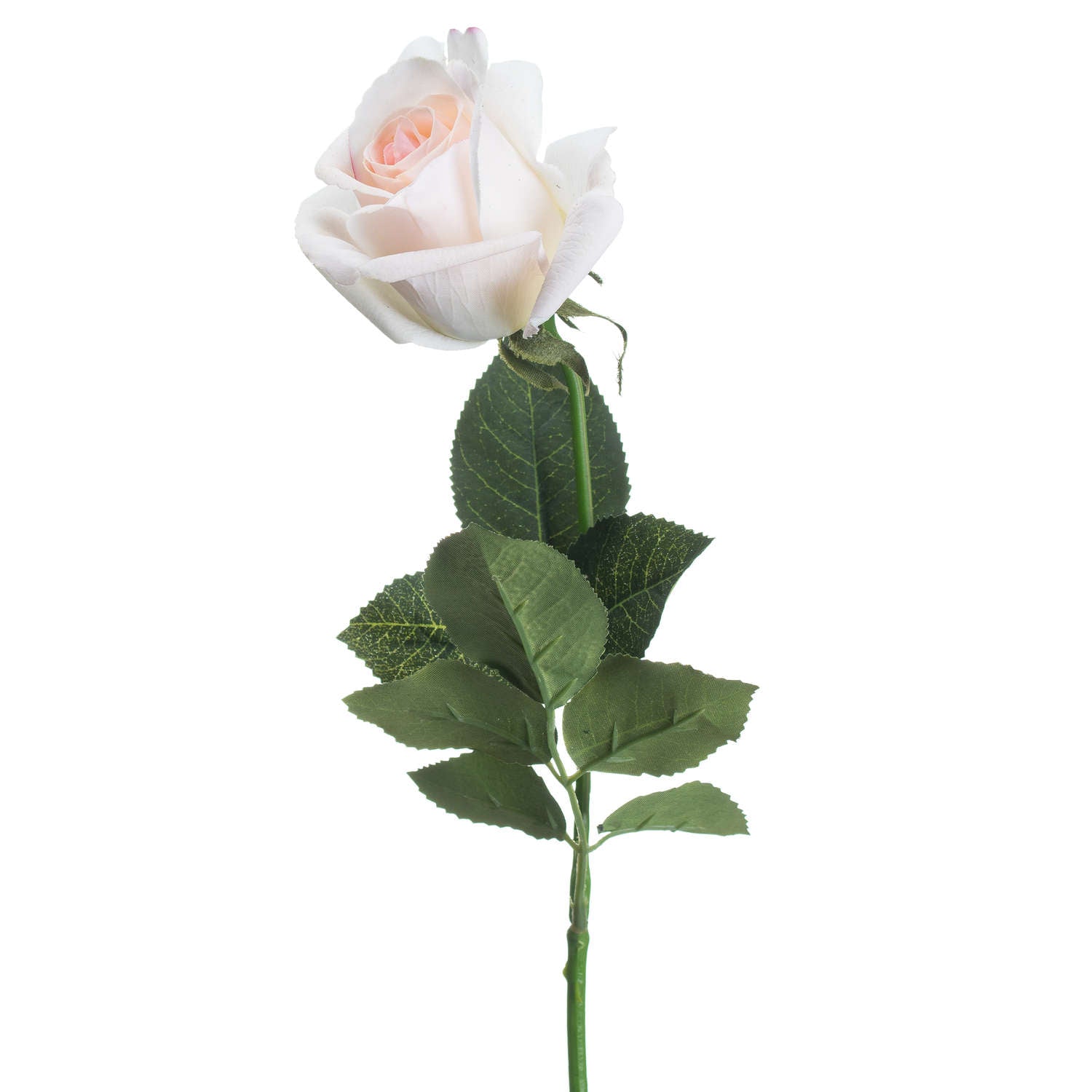 Palest Pink Tea Rose [cid:20480-b]