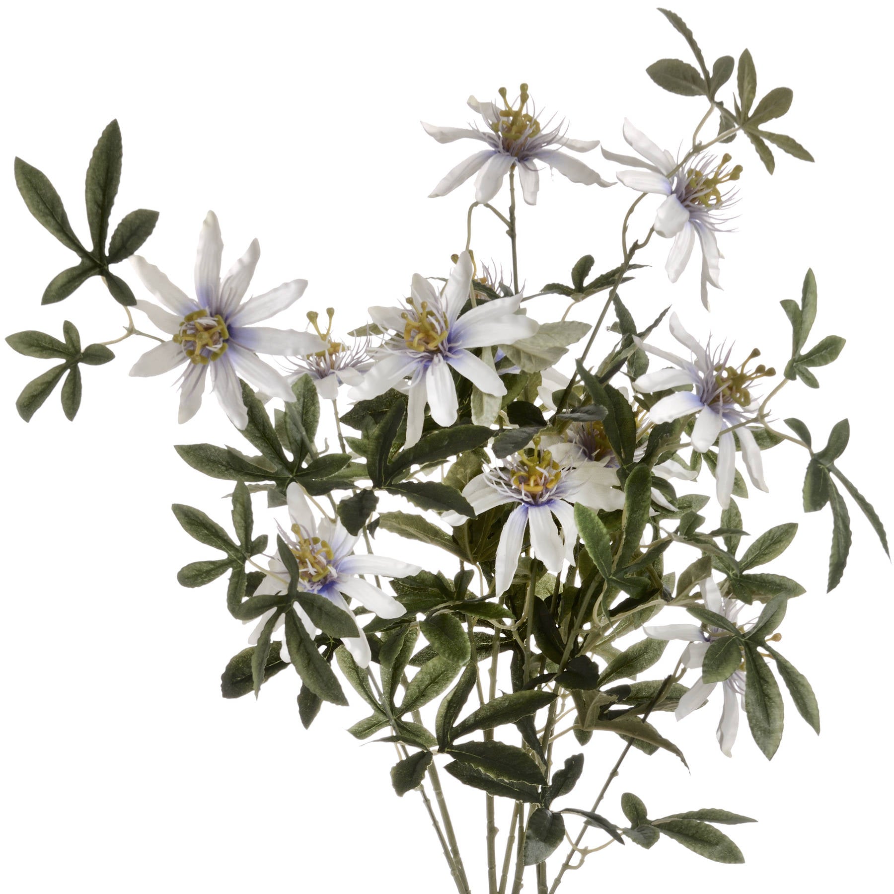 Passion Flower Spray_5339
