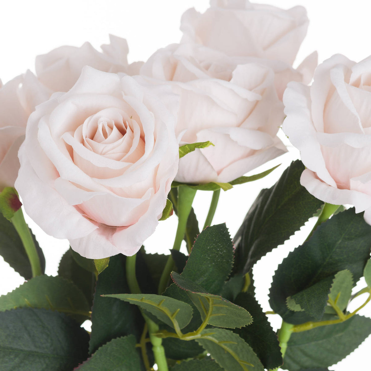 Pastel Pink Tea Rose_5346
