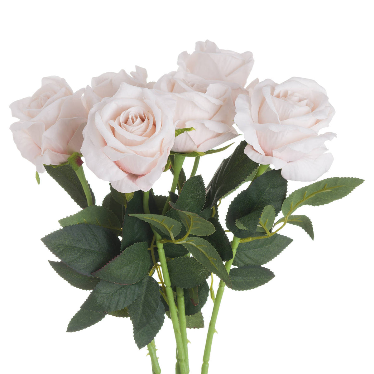 Pastel Pink Tea Rose_5345