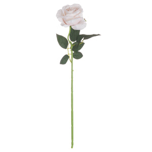 Pastel Pink Tea Rose_5347