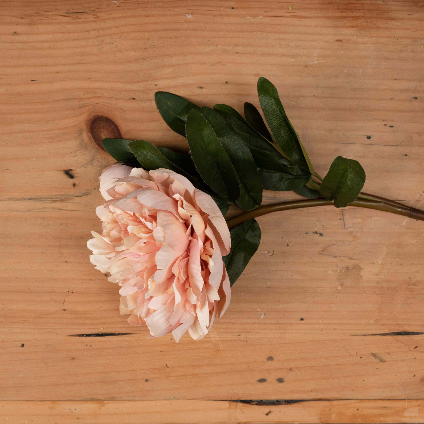 Peach Peony Rose_5350
