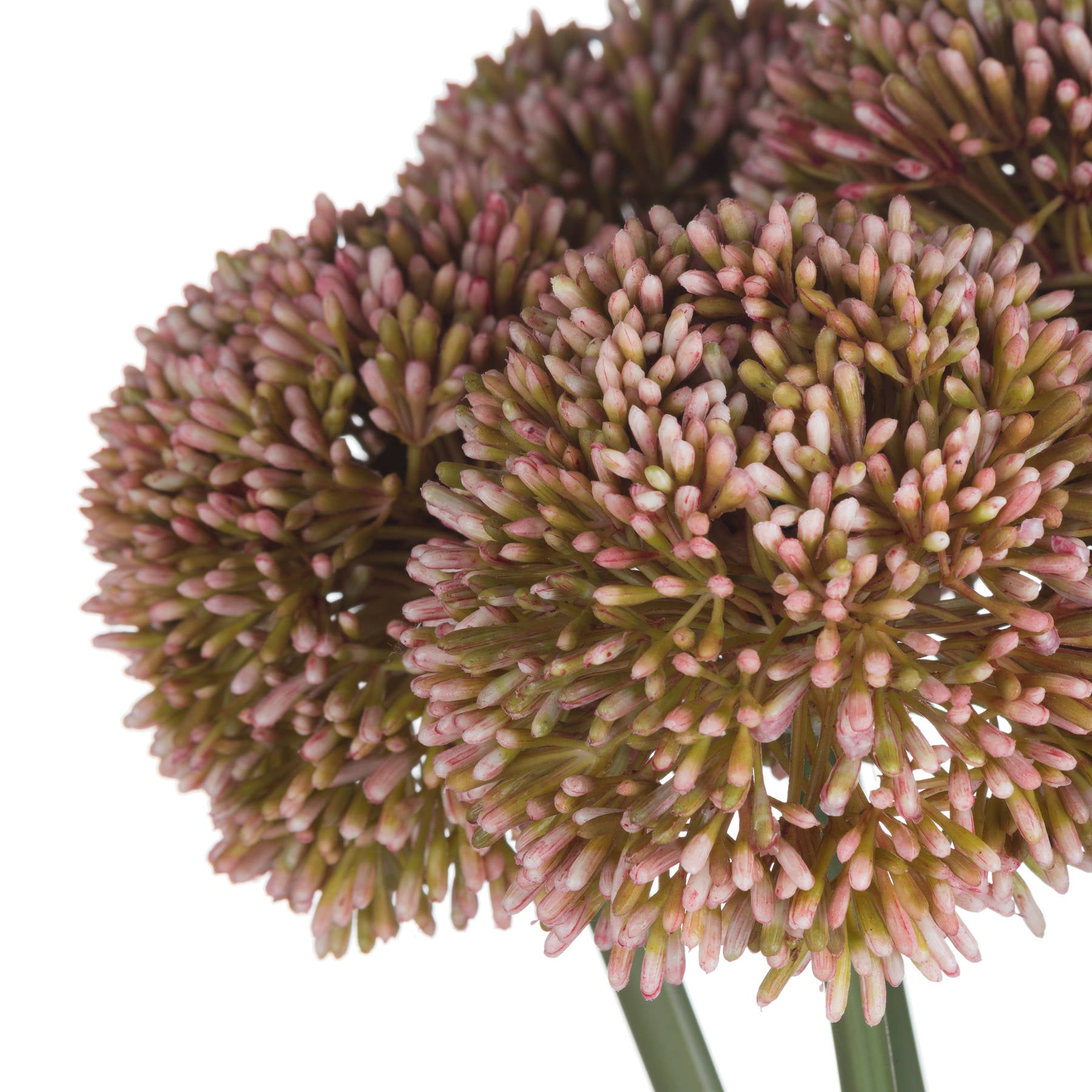 Pink Allium [cid:19589-d]