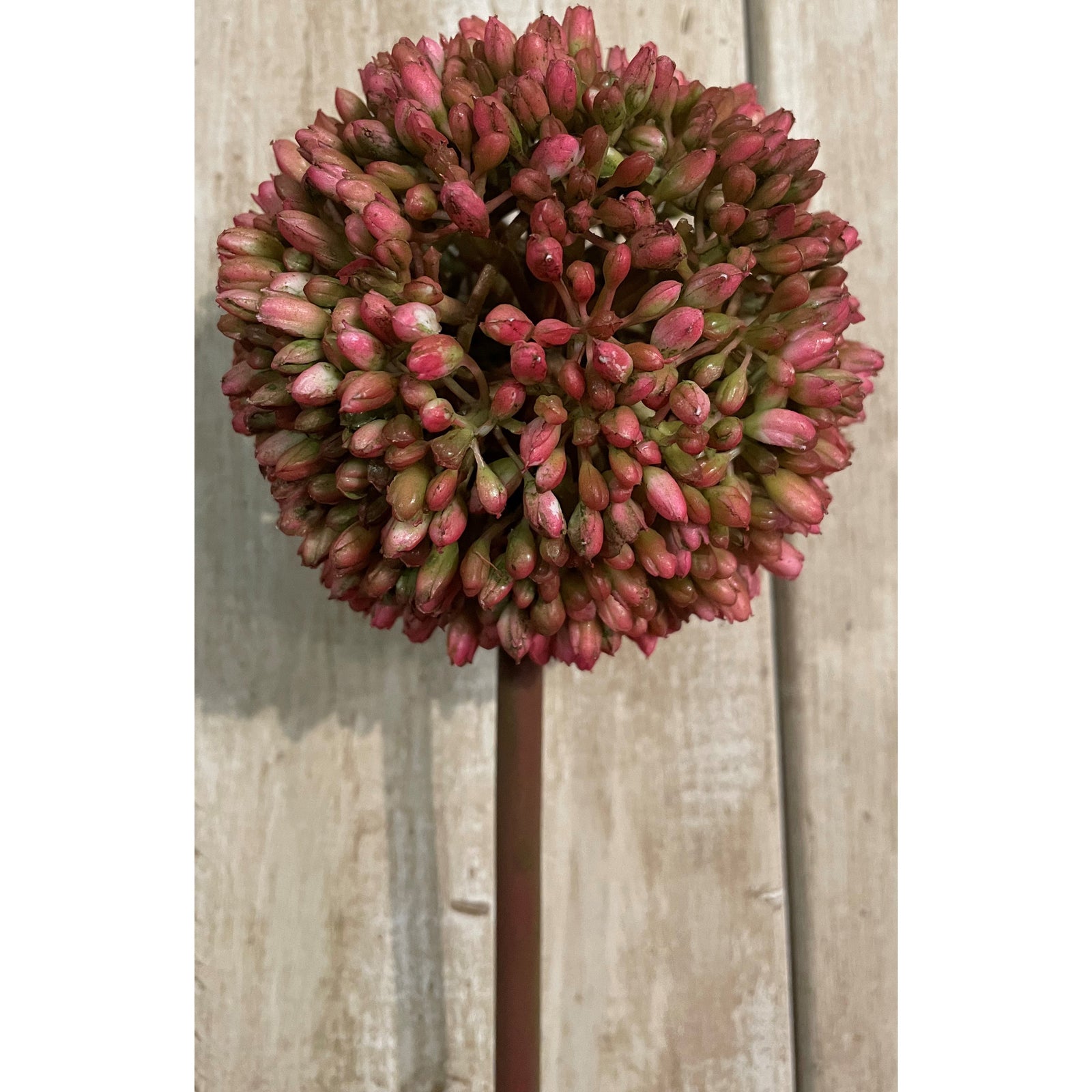 Pink Allium [cid:19589]