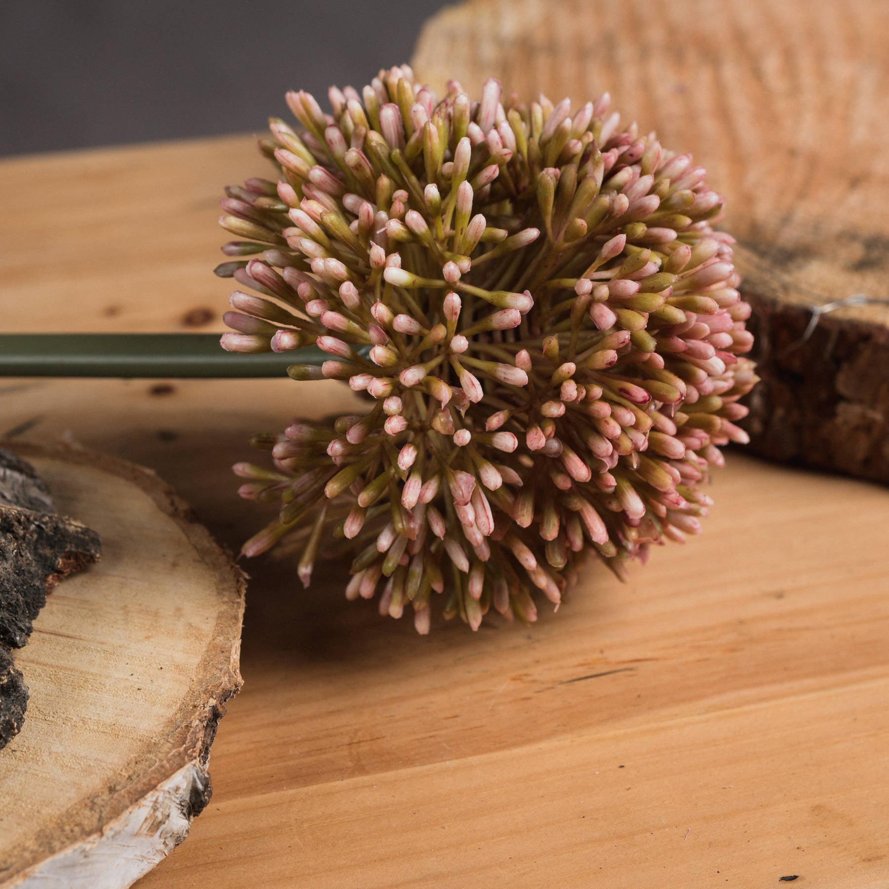 Pink Allium [cid:19589-b]