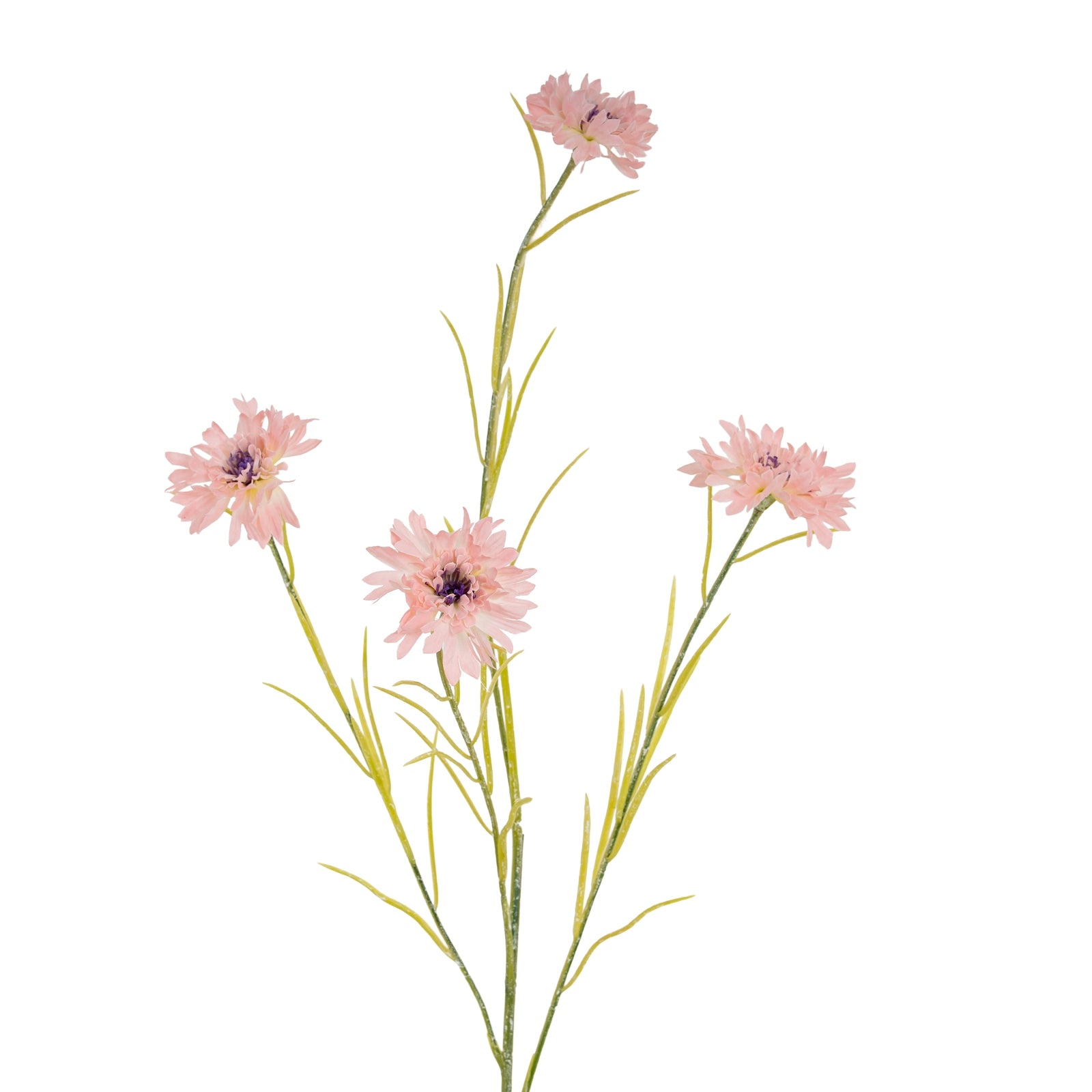Blue Cornflower Stem_5374