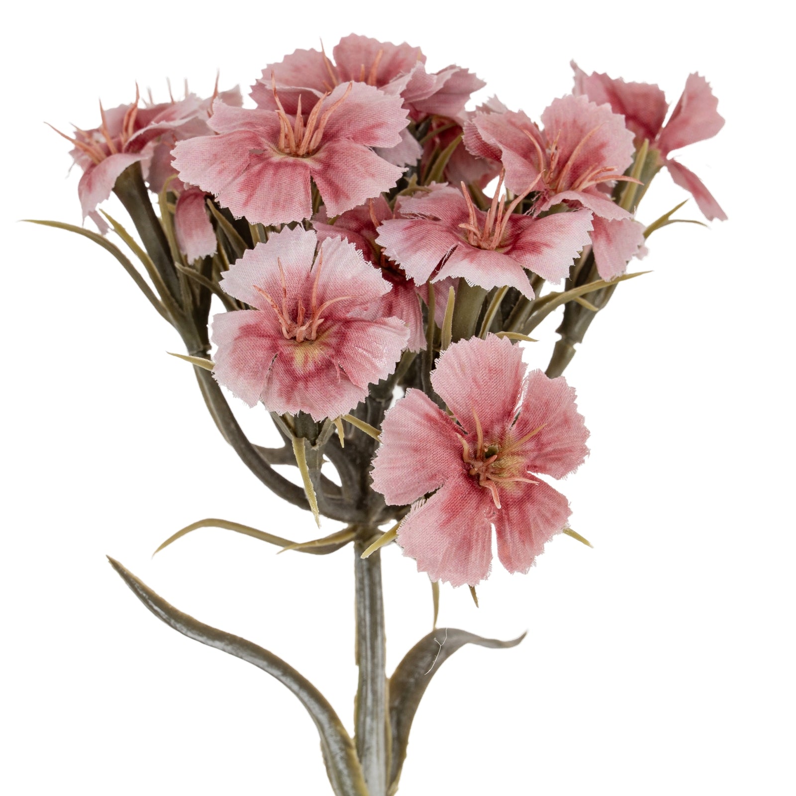 Pink Dianthus Spray_5382