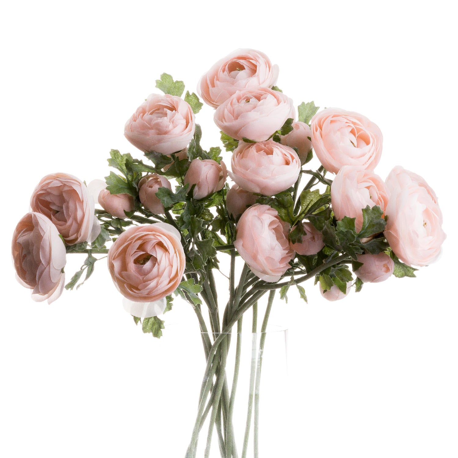 Ranunculus_5341