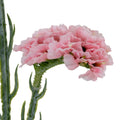 Pink Statis Spray_5404