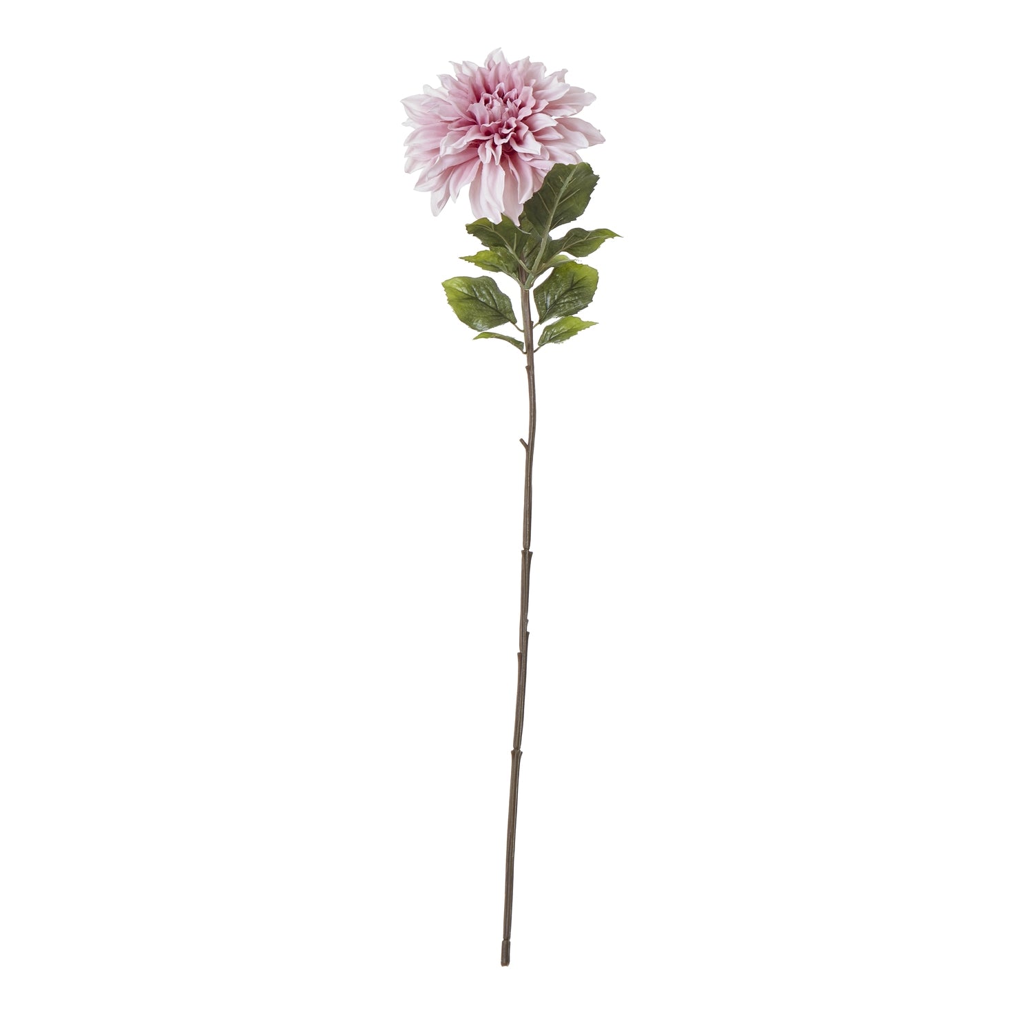 The Natural Garden Collection Dahlia_5644