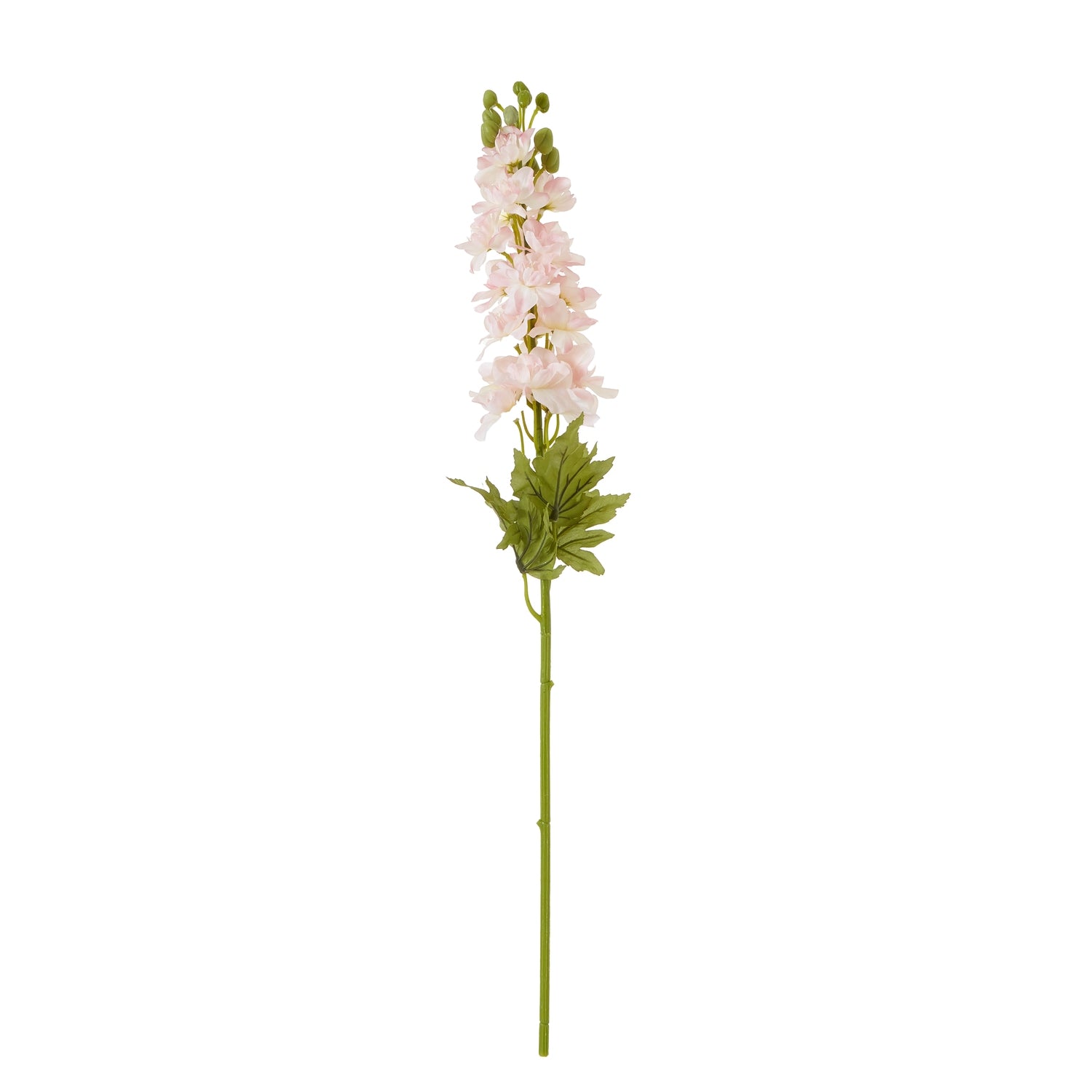 The Natural Garden Collection Elatum Delphinium_5647